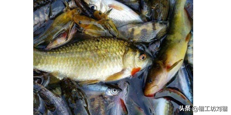 小杂鱼闹窝是什么征兆,晚春钓鲫鱼小杂鱼闹窝怎么应对