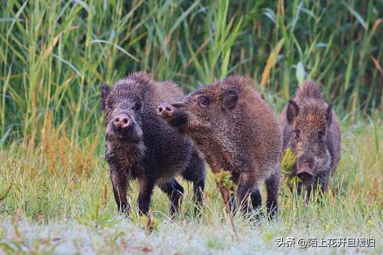 野猪下山拱地视频,野猪下山偷袭人