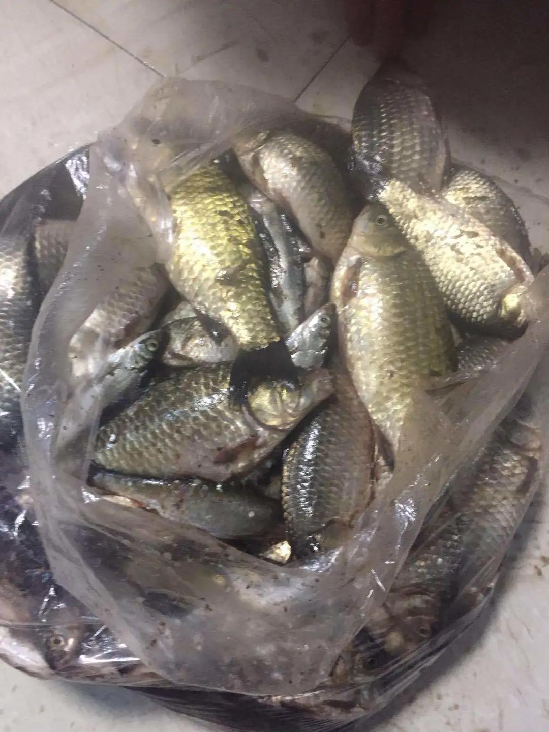 黑龙滩可以用海竿钓吗,黑龙滩的鱼好不好钓