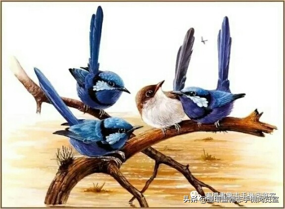 电影目录大汇聚（1970—1989）