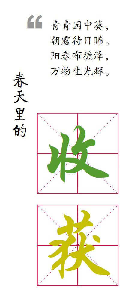 外销转内销微山芦笋种植基地里采收忙