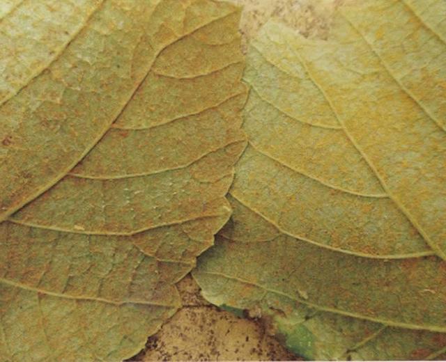 葡萄果锈病的原因和治疗方法,葡萄为什么会产生锈病