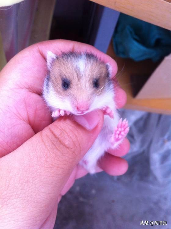 仓鼠繁育注意事项,仓鼠怀孕后的注意事项