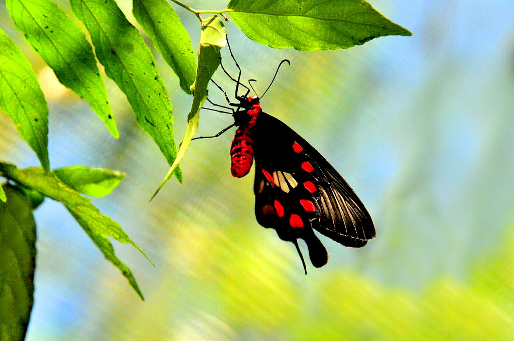 世界上的各种蝴蝶,为什么世界上有五彩斑斓的蝴蝶