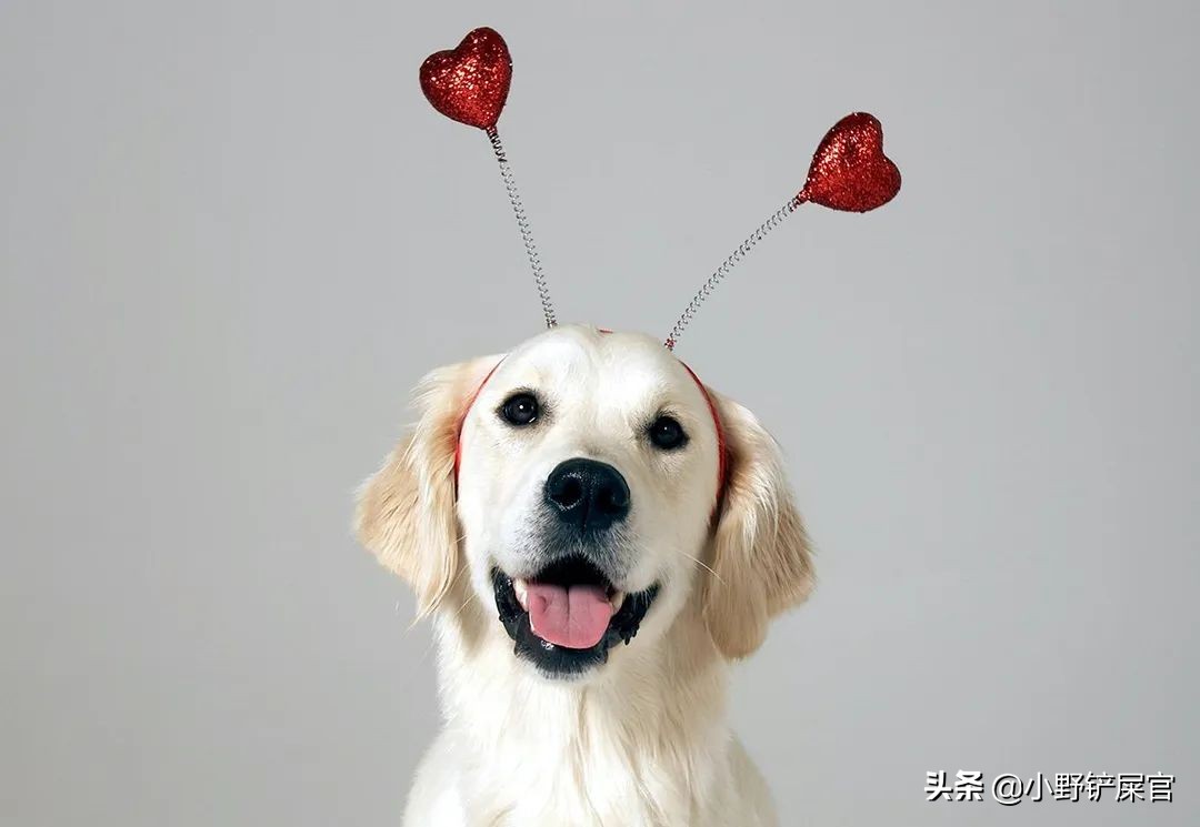 盘点金毛犬的优点和缺点,金毛欢迎光临