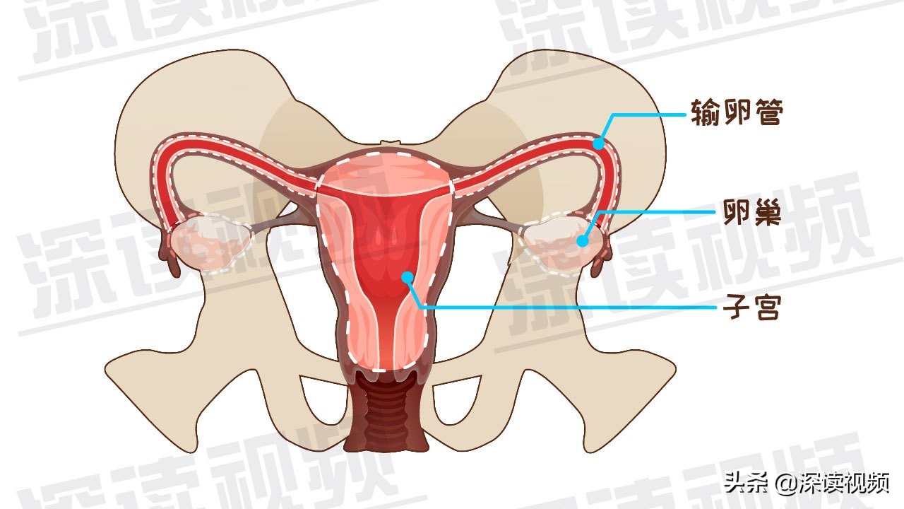 受精卵缘何子宫外安家