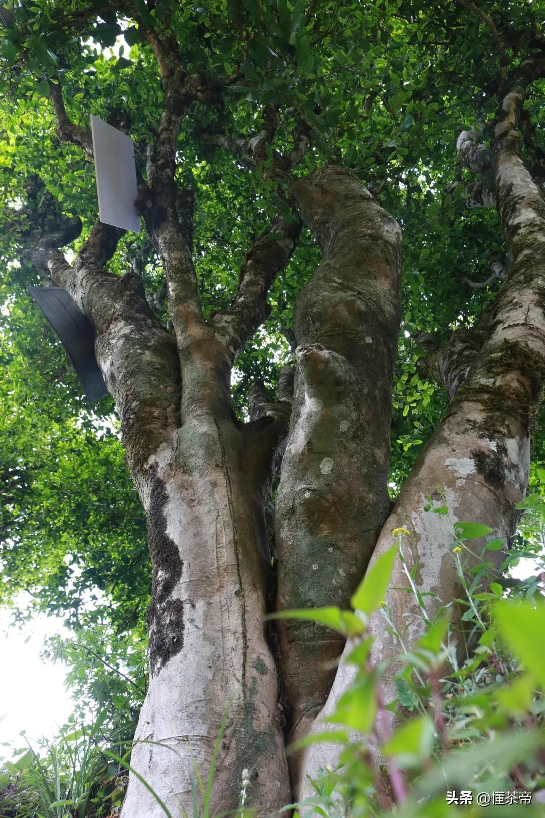 上万株野生古树茶,为何被做成了红茶?