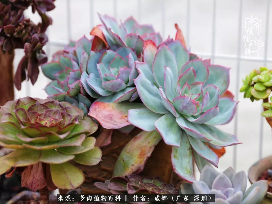 笼子里的多肉,露养的多肉和室内的多肉区别