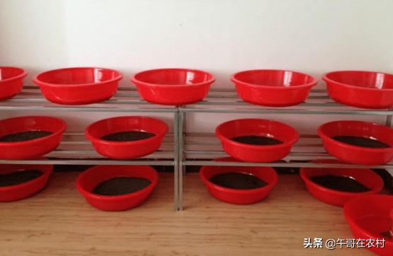 为什么土鳖那么贵,土鳖为什么那么贵