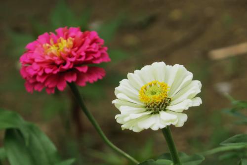 盘点世界各国国花你最喜欢哪种,盘点各国国花