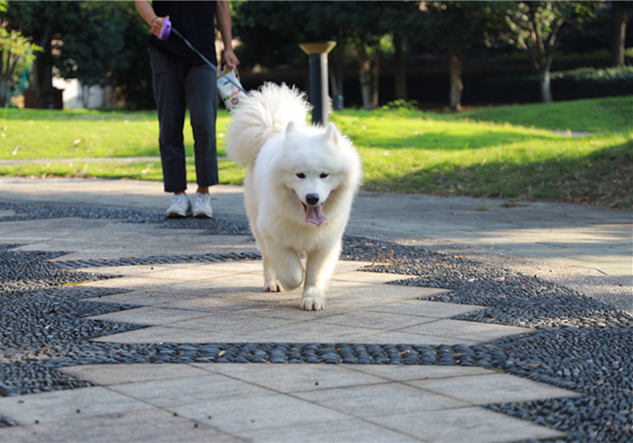 狗狗抽搐倒地不起哼哼叫还有救吗,狗狗呼吸急促四肢站不稳是什么病