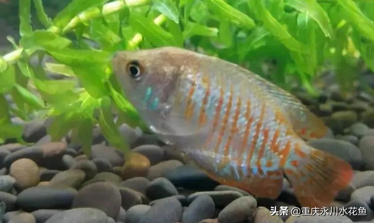 十种最漂亮的观赏鱼视频播放,观赏鱼60条