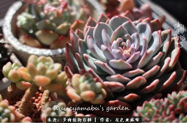 许我向你看,许我向你看演唱