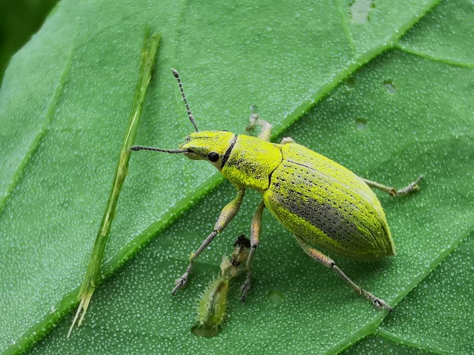 昆虫蚁象,甘薯蚁象是竹笋虫吗