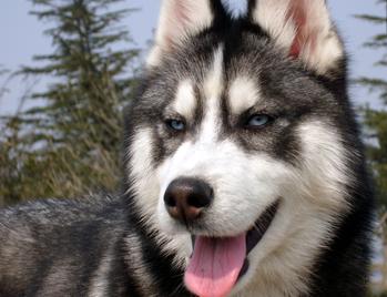 老年犬的日常保健视频,老年犬的饲养管理文章