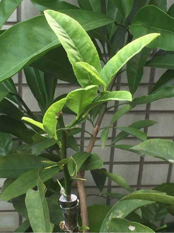 佛手怎样繁殖和扦插图片,佛手种植方法教程