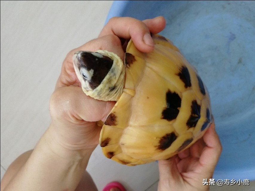 新手黄喉拟水龟,黄喉拟水龟新手
