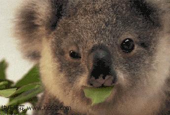 耳科医生用镊子掏耳朵,耳科医生为什么不让掏耳朵