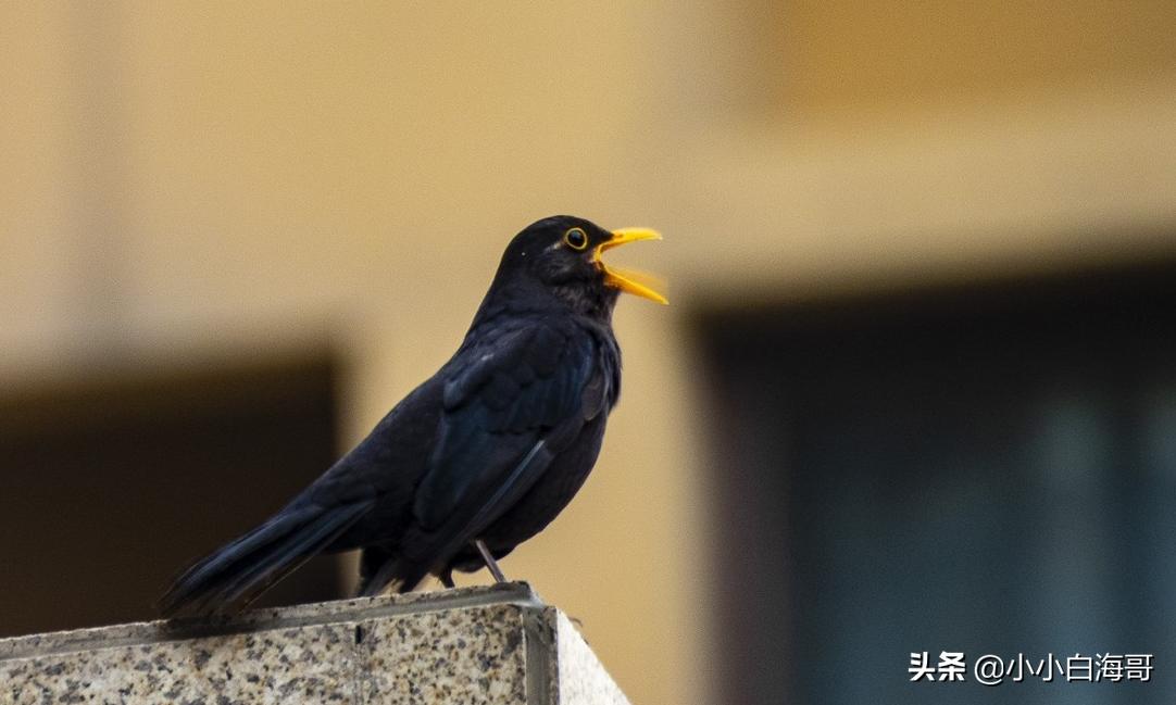 尼康24-3000mm超长焦镜头,尼康p950变焦镜头