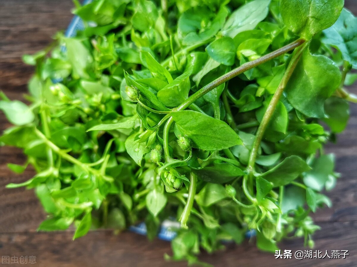 常见野菜的种类和图片大全 (各种野菜大全带图片)