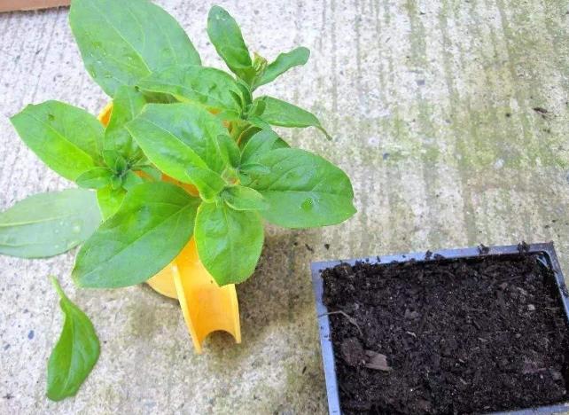 施肥过多了怎么补救,施肥过多的补救措施是