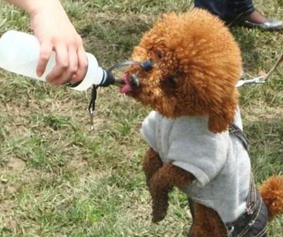 贵宾犬总是拉软便怎么办,贵宾犬的肠胃怎么调理