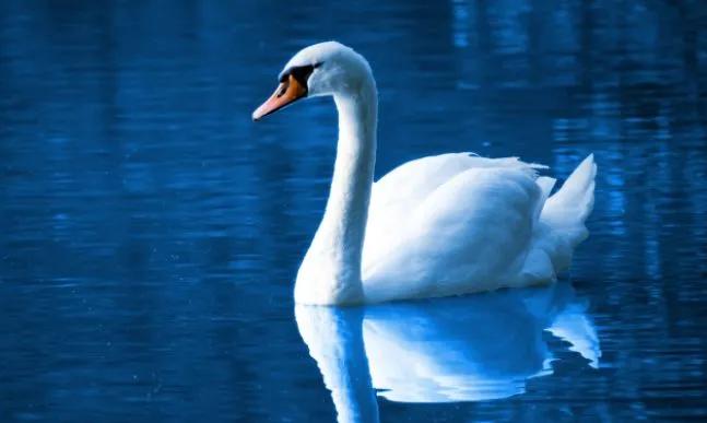 你是几月生的就代表你是什么动物,出生日期决定你是什么动物