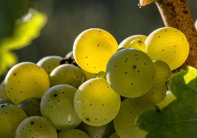 迈坡长相思霞多丽白葡萄酒,白葡萄酒长相思和霞多丽