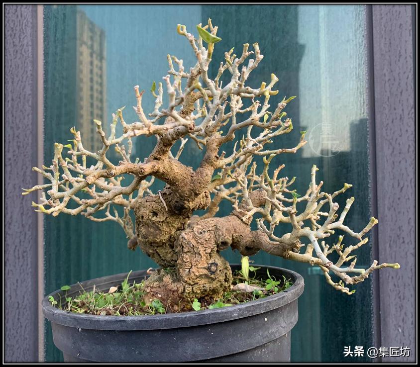 盆景素材的取舍,盆景素材哪些品种好活