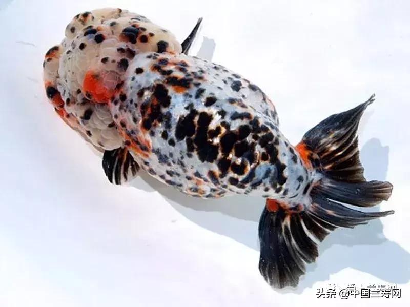 兰寿金鱼鲨鱼鳍品种图片大全,金鱼泰狮与兰寿是一个品种吗