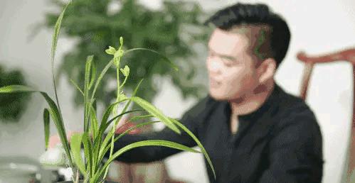 春兰张荷素兰花介绍,每日一品中国兰花春兰