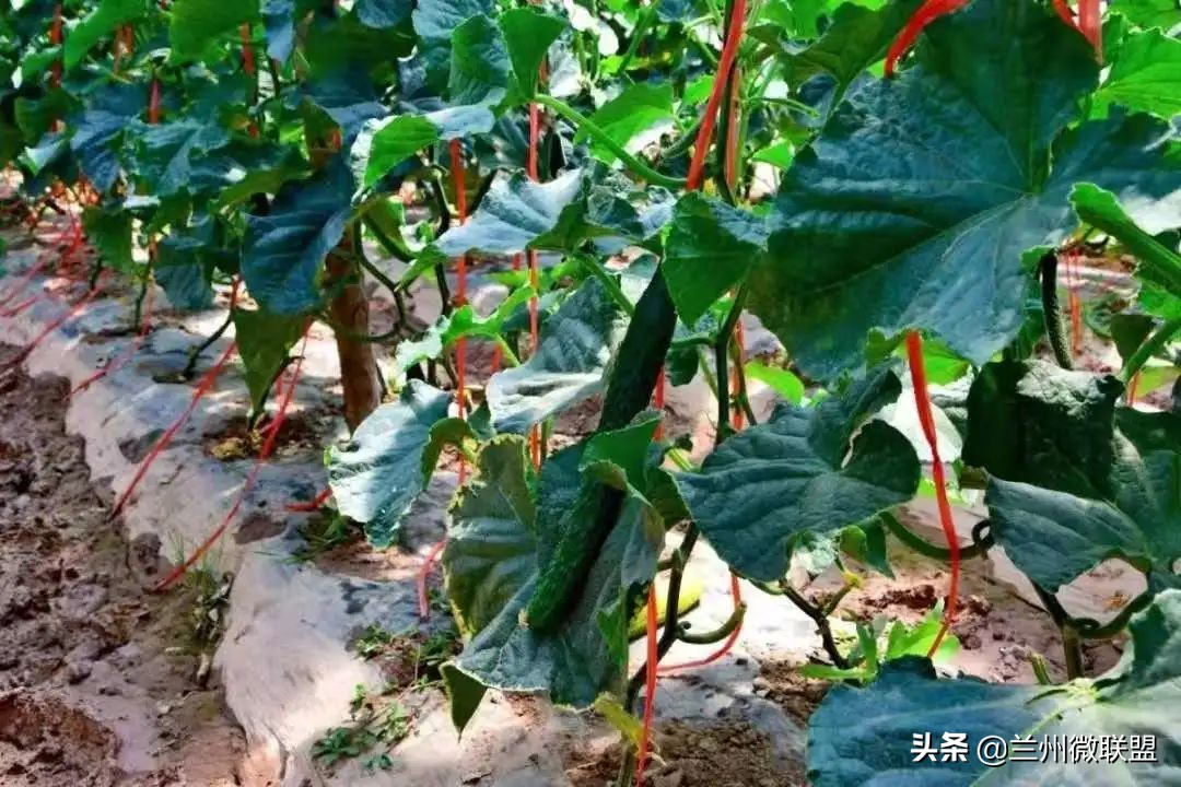 五一假日攻略西固,五一假日攻略兰州西固周边