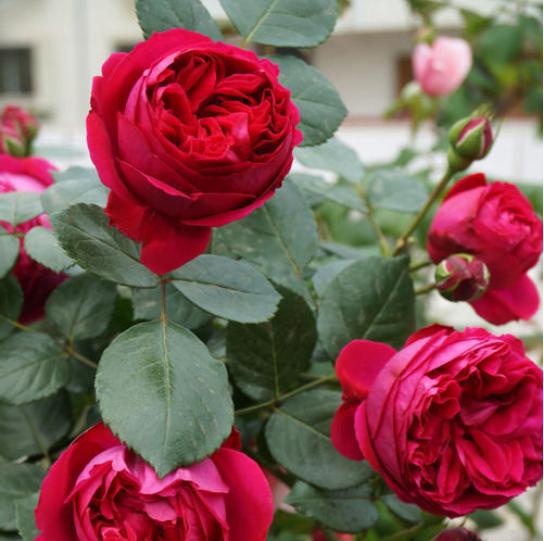 藤本月季粉龙优缺点,藤本月季红龙