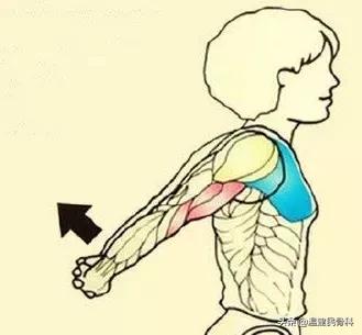 中医如何治疗肌肉僵硬,弯不下腰酸痛无力