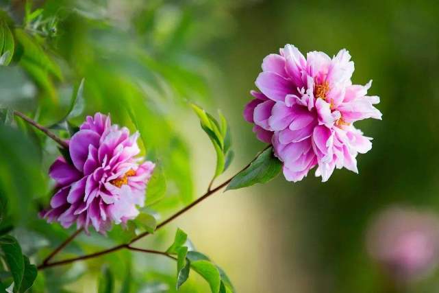 农村庭院中种植的芍药花，为何非得要有牡丹来配植呢？有啥说法吗