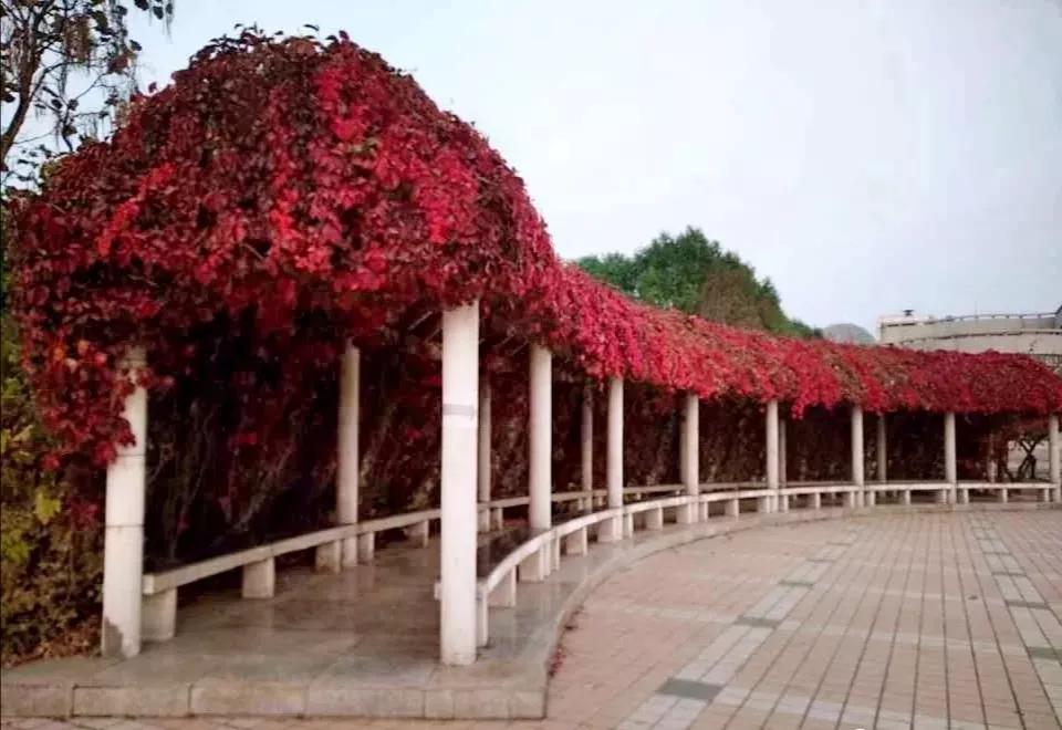 辽宁省内大学排名沈阳医学院,辽宁省沈阳医学院前景
