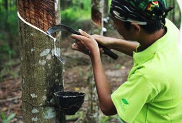 知识科普乳胶床垫的利弊,椰棕乳胶床垫的利弊