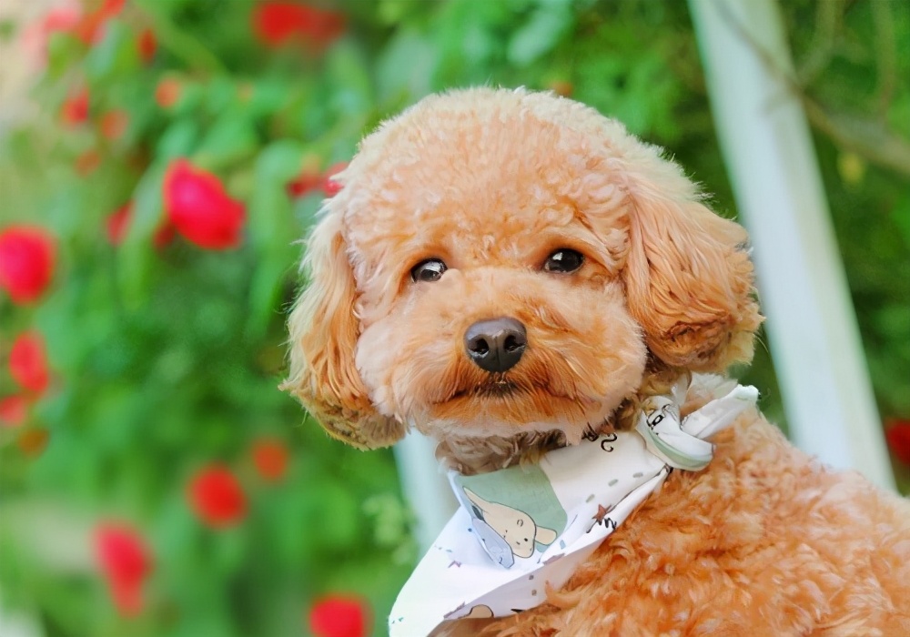 泰迪警惕性太高胆子小怎么办,泰迪有什么坏心思视频