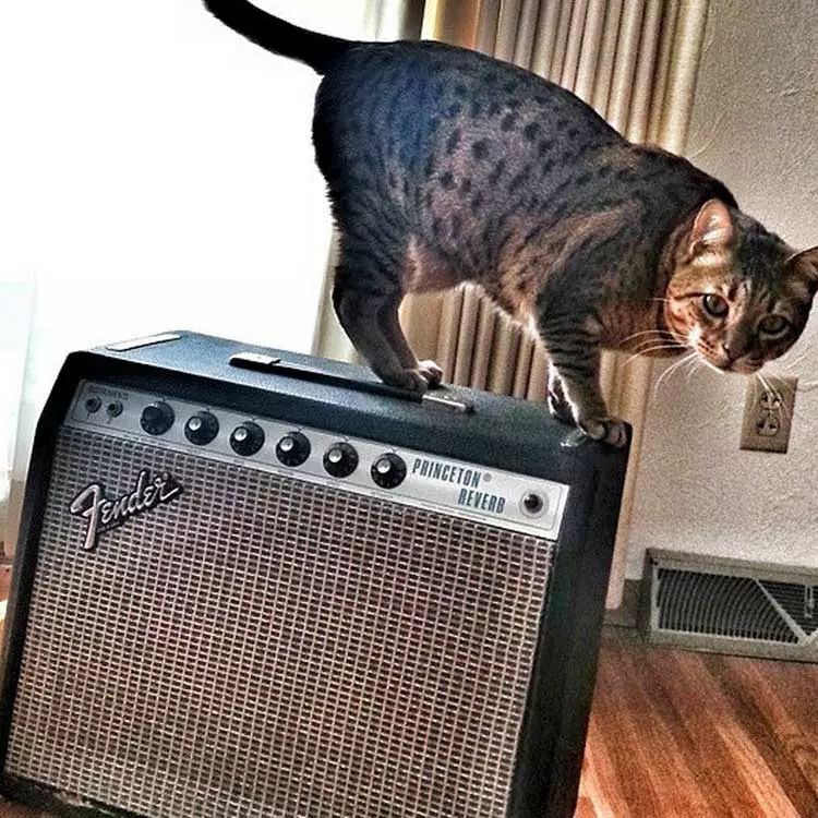 fender吉他科普,fender的吉他怎么样