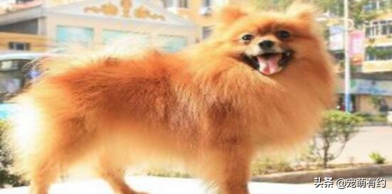 为什么我家博美越来越像狐狸,博美跟狐狸似的