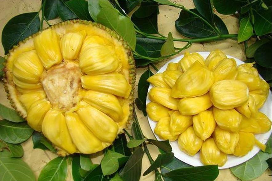 百种味道的果子,百种果实图片