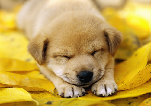 刚养的小狗怎么处理狗粮,刚养小狗乱拉乱尿怎么办