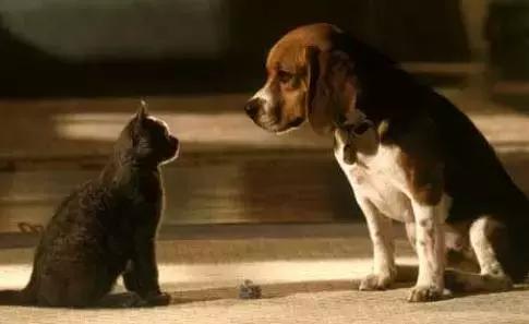 朋友的不同表达,朋友的不同语言表达