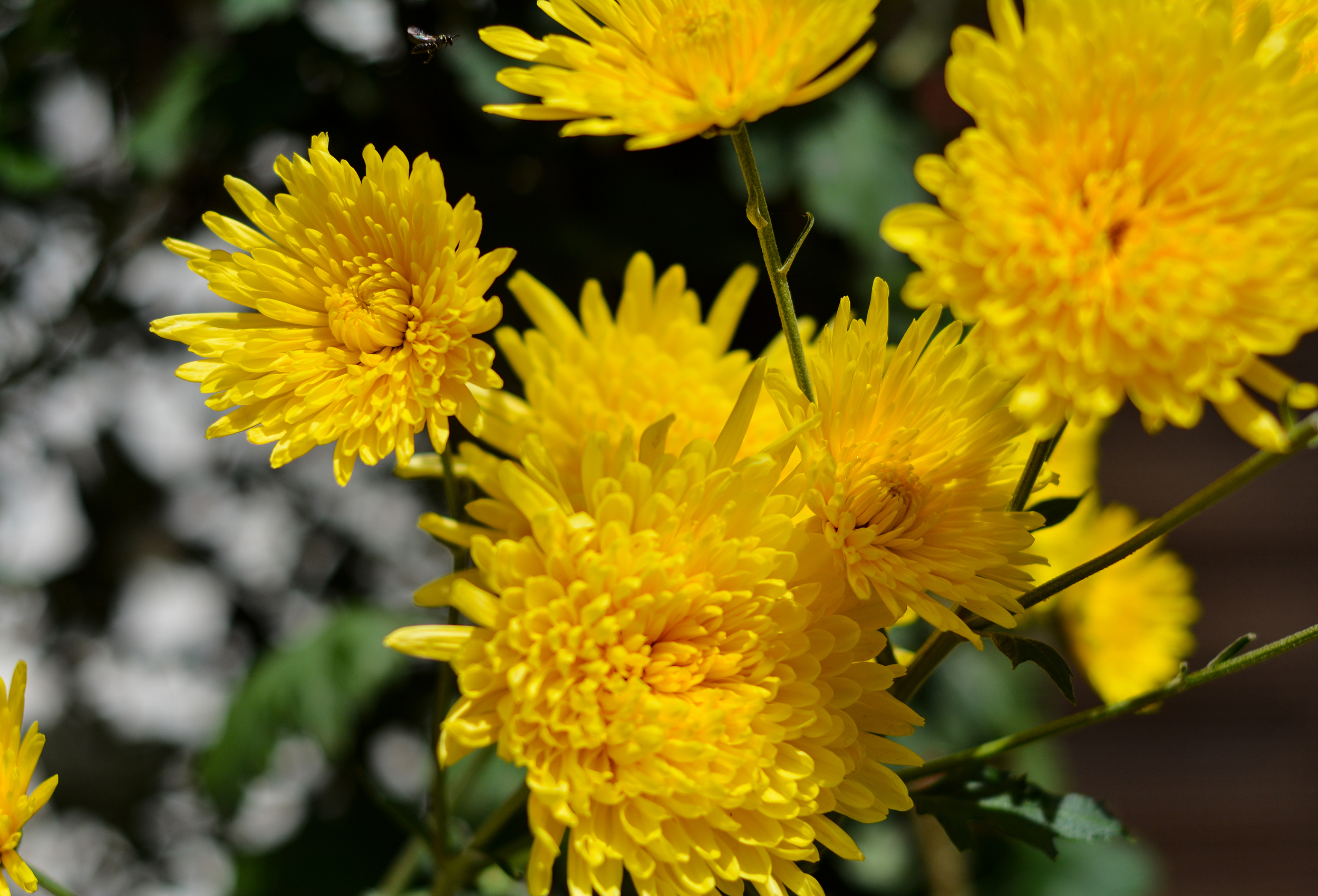 湛江去云南旅游怎么省钱,云南旅游自由行省钱攻略