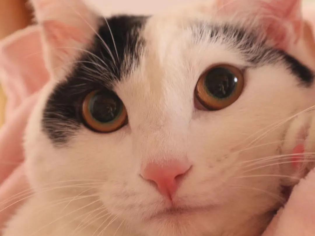 跟着我们猫狗大联盟，你会有喵的！黄阿姨猫咪领养专场