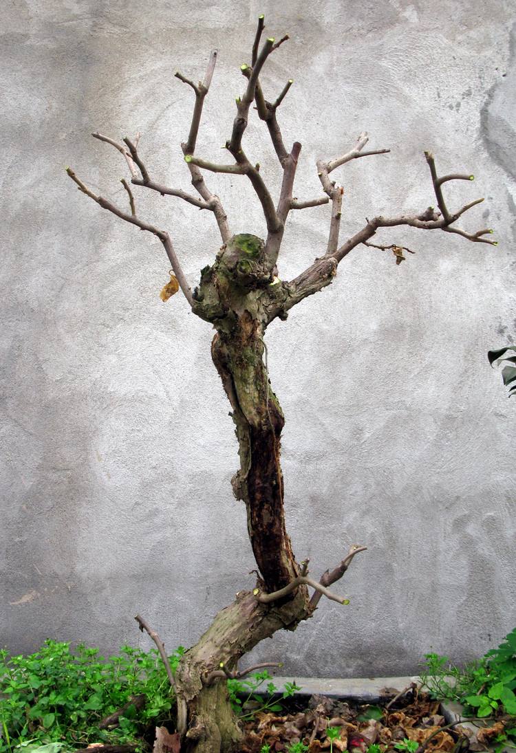 22种花耐旱耐热,天冷种花要注意什么