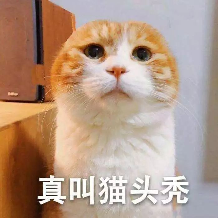 猫三联能在网上买吗,网上买猫怎么寄送的