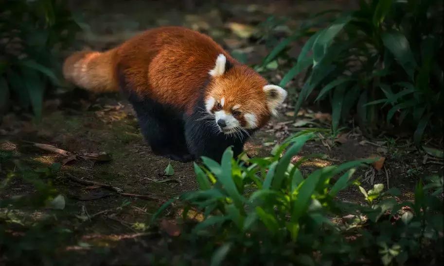 奈良二郎山喇叭河,喇叭河清明