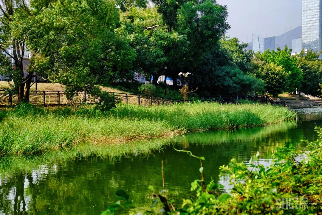 深圳这10条绿道你去过没,深圳十大绿道排行榜
