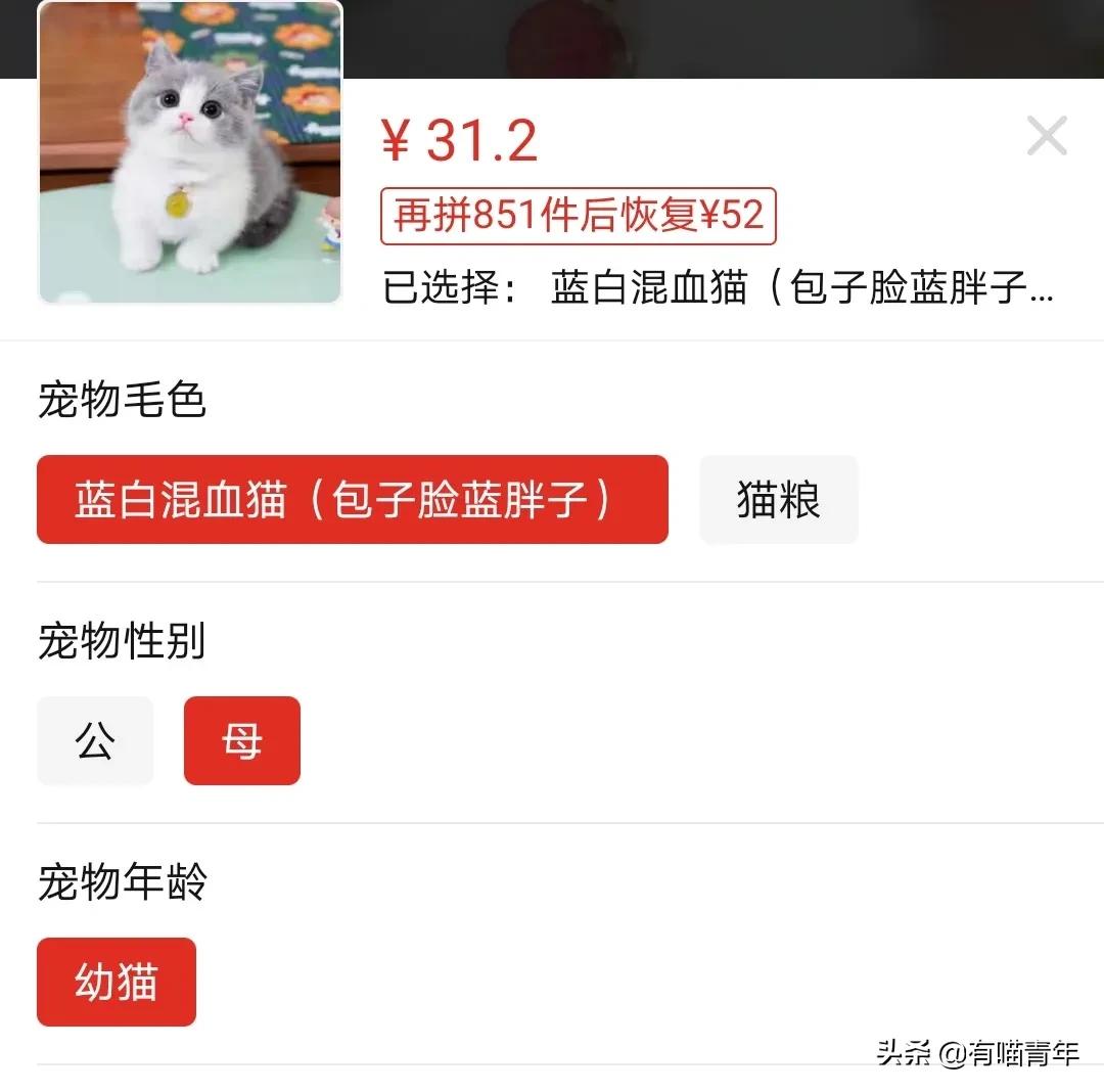 pdd买猫和老鼠,pdd两百买的猫